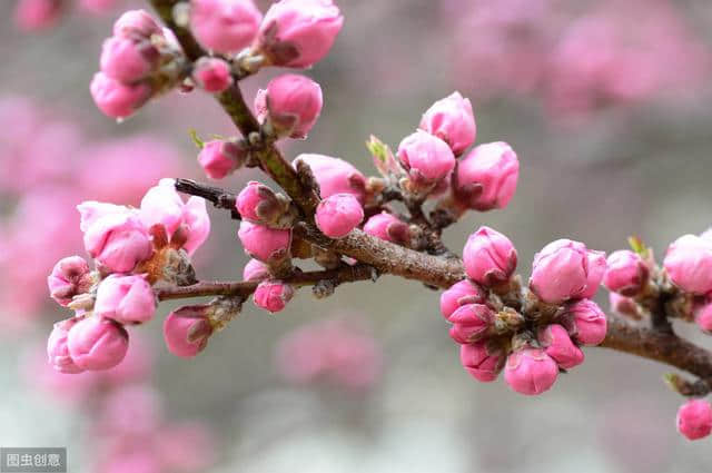 梅花古诗词100卷 闻道梅花坼晓风，雪堆遍满四山中