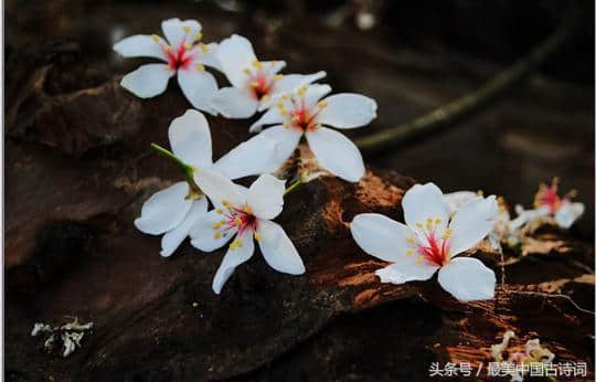 风流才子唐伯虎《落花诗》三十首