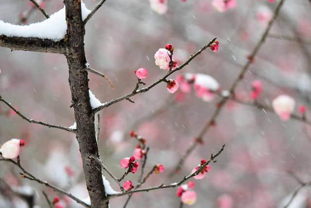 上联：梅花香自苦寒来，邀请您来对下联