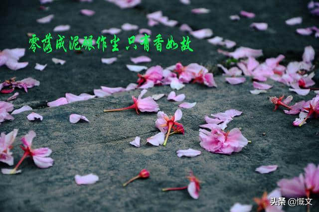 每日一典 第14.凌风傲雪的梅花能否代表中国人的不屈精神？