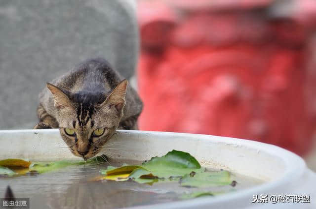 史上文人吸猫记，古代文人的爱猫情结