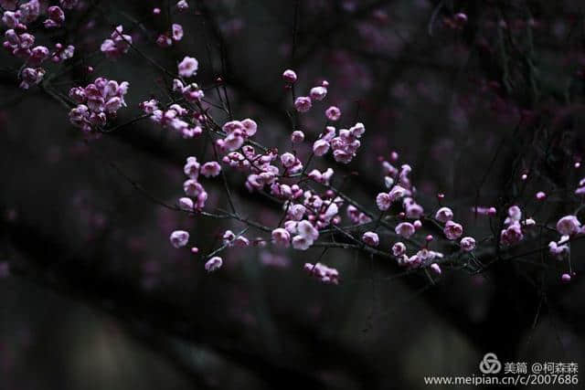 梅花香自苦寒来，已是绽放扑鼻香