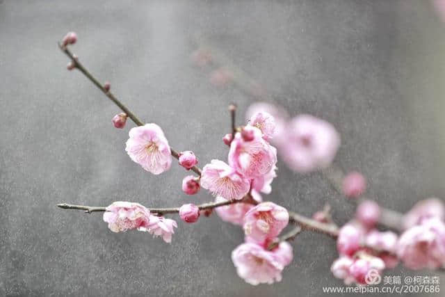 梅花香自苦寒来，已是绽放扑鼻香