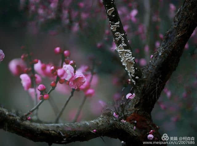 梅花香自苦寒来，已是绽放扑鼻香