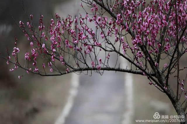 梅花香自苦寒来，已是绽放扑鼻香