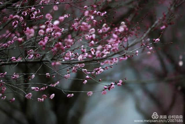 梅花香自苦寒来，已是绽放扑鼻香