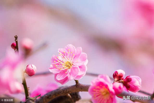 梅花香自苦寒来，高洁的梅花引多少文人骚客竞折腰