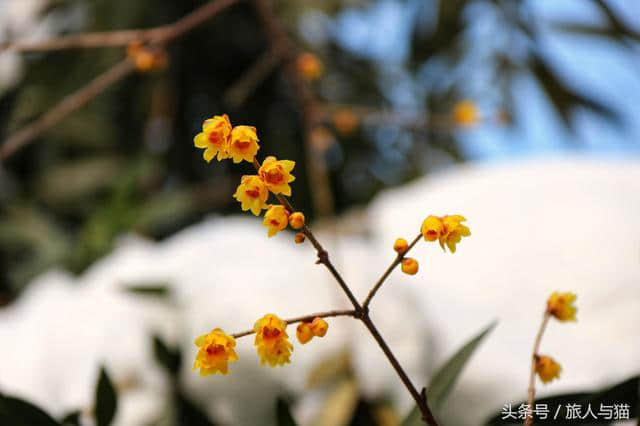 生活不止眼前的苟且，还有诗和雪中的寒梅