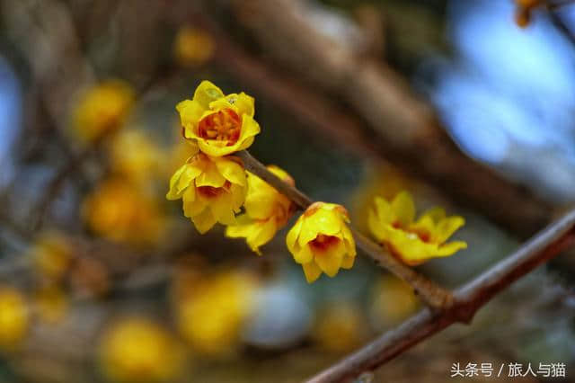 生活不止眼前的苟且，还有诗和雪中的寒梅