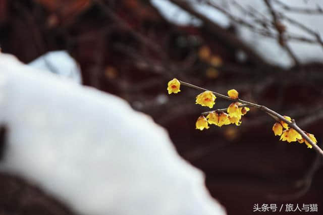 生活不止眼前的苟且，还有诗和雪中的寒梅