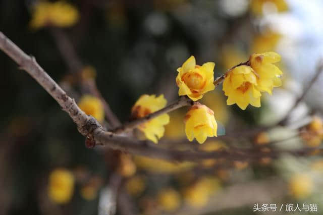 生活不止眼前的苟且，还有诗和雪中的寒梅