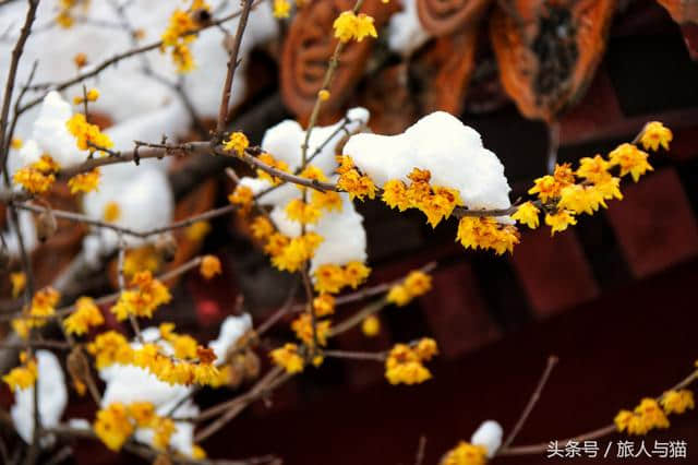 生活不止眼前的苟且，还有诗和雪中的寒梅