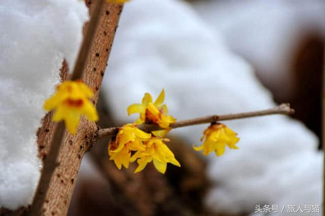 生活不止眼前的苟且，还有诗和雪中的寒梅