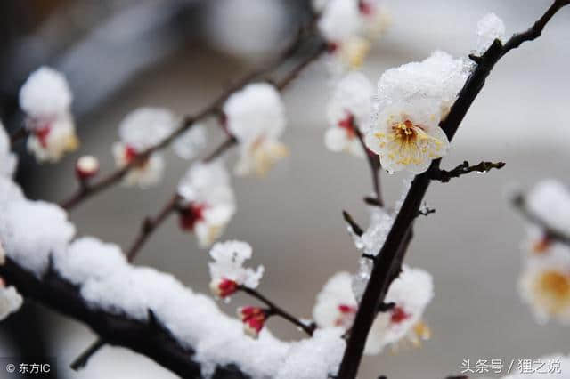 枫遭霜欺叶才艳，梅花香自苦寒来