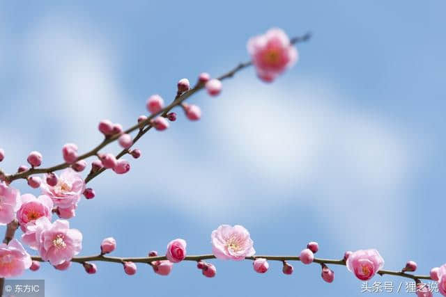 枫遭霜欺叶才艳，梅花香自苦寒来