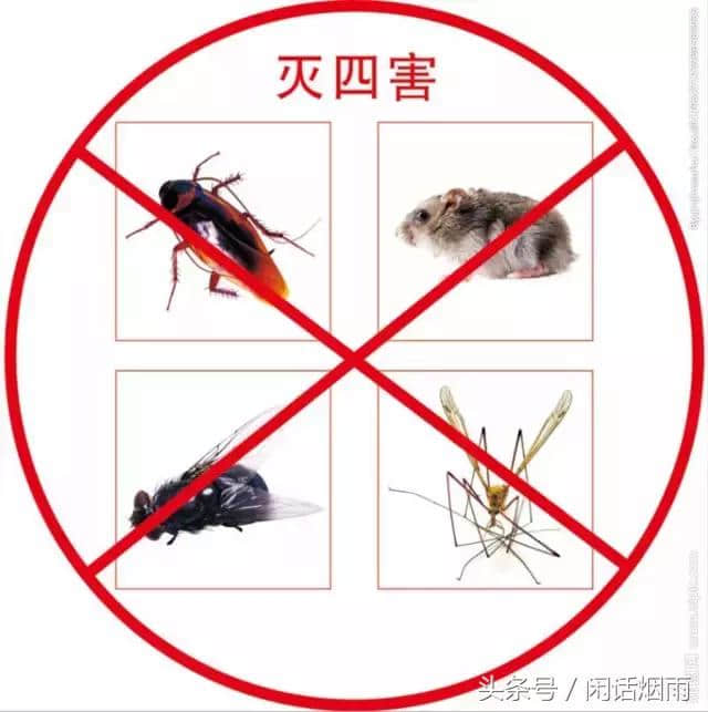 鼠之杂记：何时把鼠肉送上了餐桌？