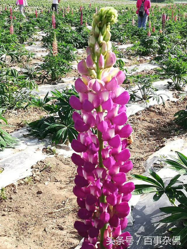 朋友太白七里川花海半日游随拍