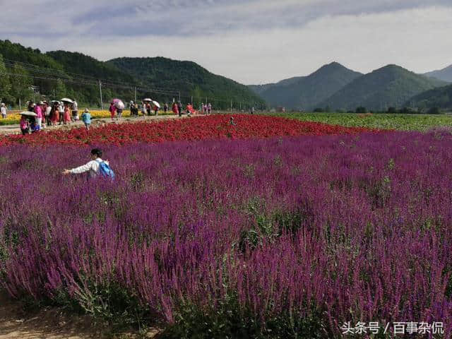 朋友太白七里川花海半日游随拍