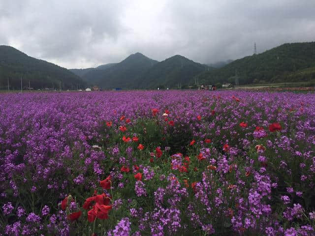 花中与太白相遇