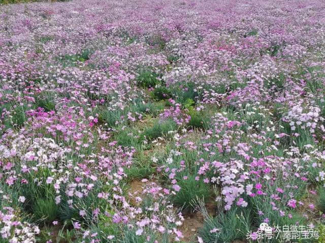 谁不说俺家乡好：盛开在太白县七里川花的海洋等你来！