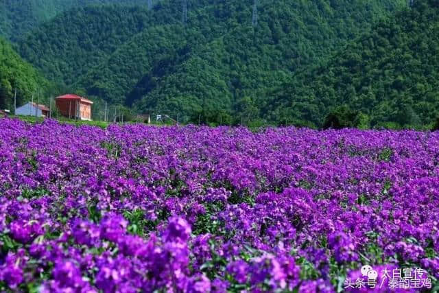 谁不说俺家乡好：盛开在太白县七里川花的海洋等你来！