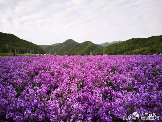 谁不说俺家乡好：盛开在太白县七里川花的海洋等你来！