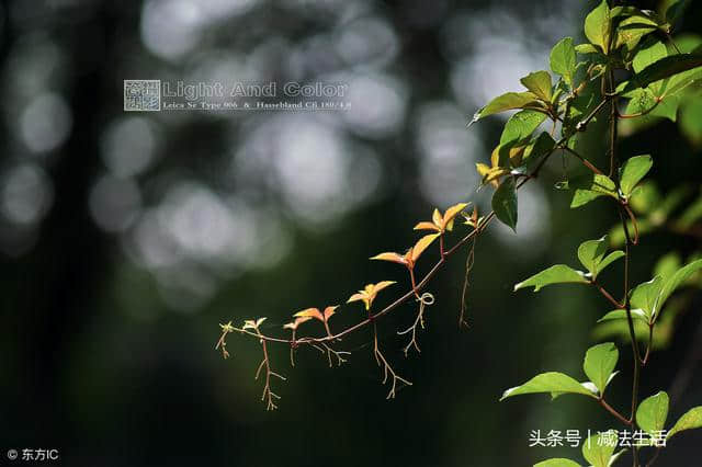 今又重阳，九首经典重阳诗词，带你走进九九重阳