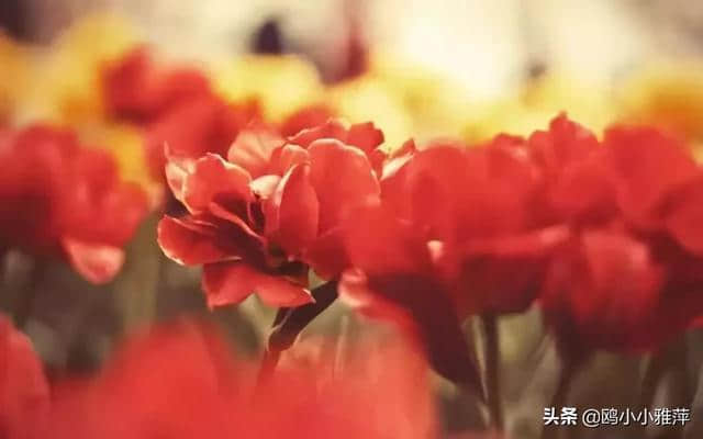 早春二月，期待春暖花开