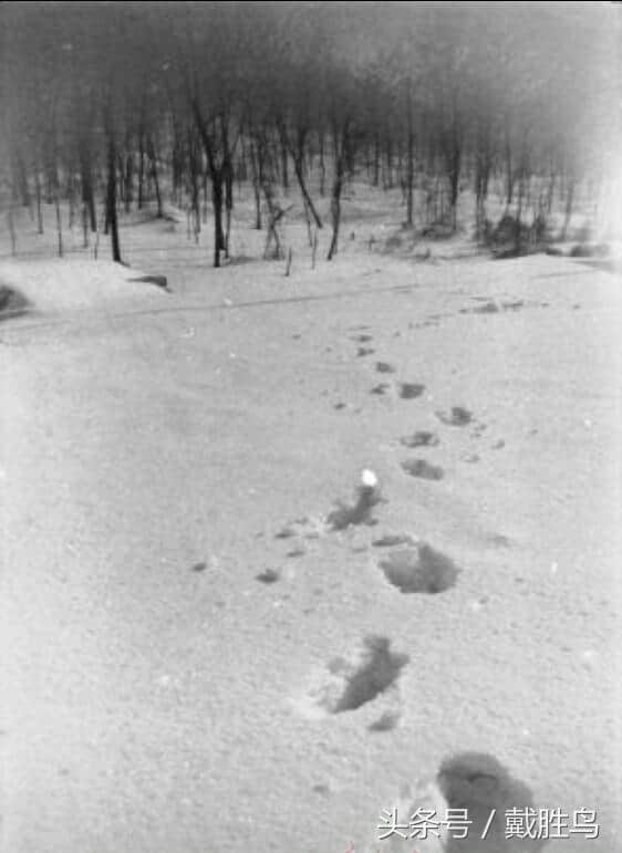 等风来，踏雪行