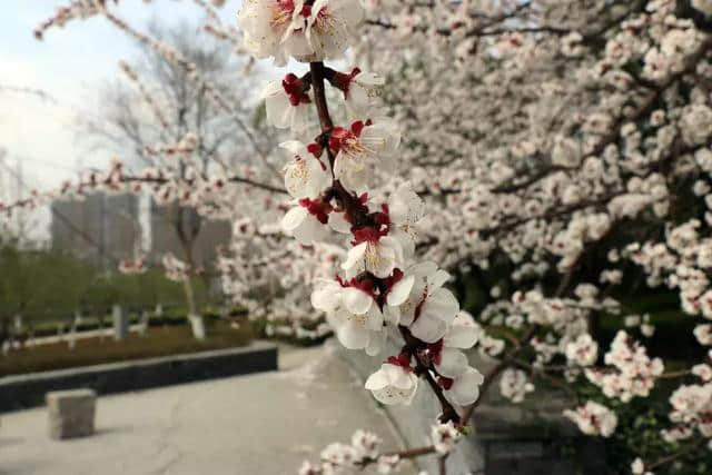 厉害了大济宁！太白湖新区鲜花绽放，春色撩人！