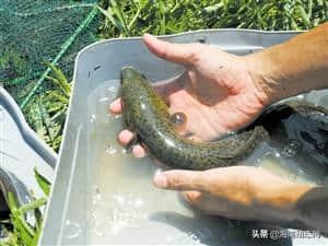 海口五源河湿地公园首次发现濒危野生动物花鳗鲡