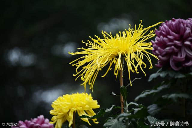 太常引「菊」