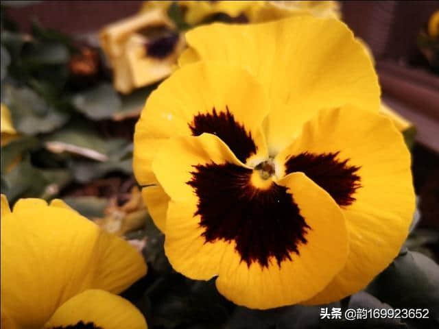 三色堇，别名，鬼脸儿，猫儿脸，蝴蝶花，人面花等，全草可入药