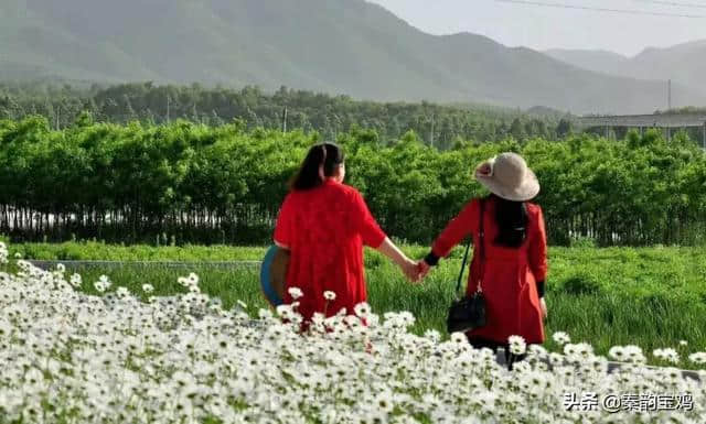 宝鸡人，快去这个地方看花海，真的太美了