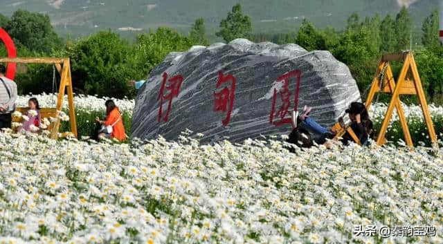 宝鸡人，快去这个地方看花海，真的太美了