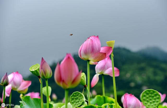 踏莎行·杨柳回塘，宋代：贺铸