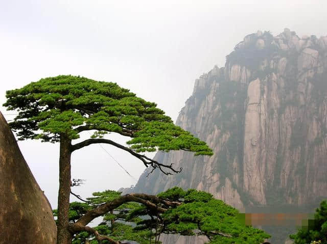 雾中登黄山：造化钟神秀 阴阳割昏晓