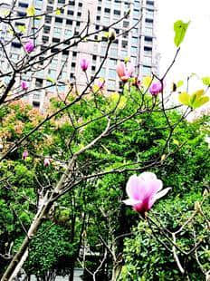 武汉秋天恰若春色满园 多种春花反季节绽放比美