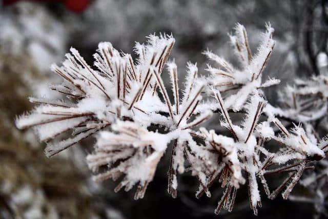 红装素裹踏雪行 自虐徒穿任平生