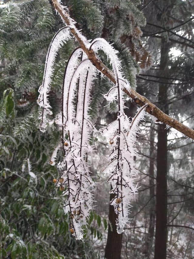 红装素裹踏雪行 自虐徒穿任平生