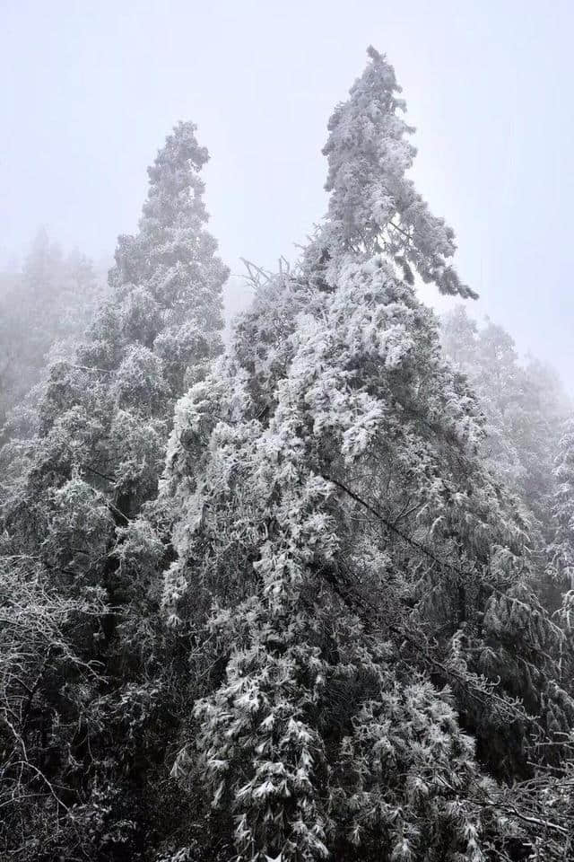 红装素裹踏雪行 自虐徒穿任平生