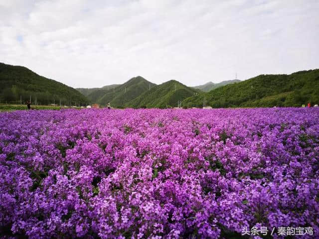 太白又现花的海洋；你不来，还在等什么？