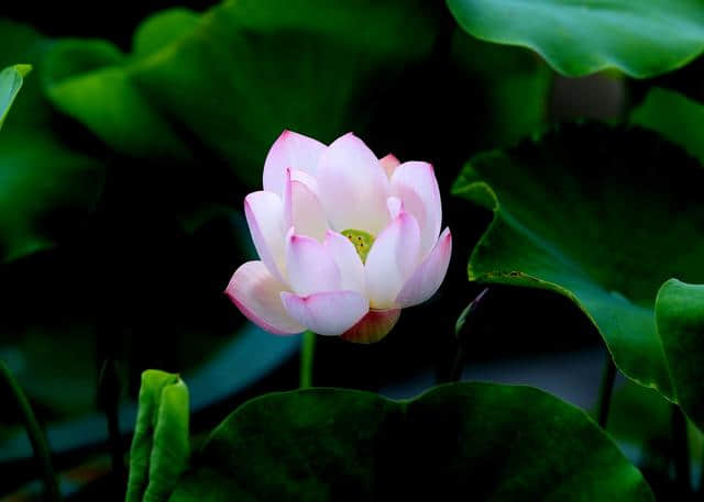 世界上最有“佛性”的5株植物，听名字都像一句佛语