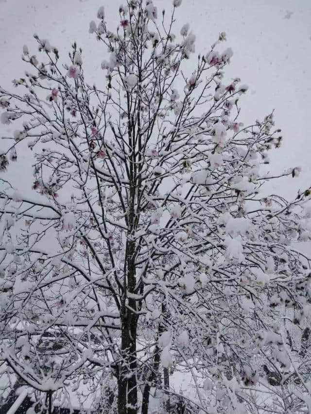 关于雪，你有什么故事