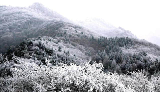 小花邀对：云横秦岭，八千里路风和雪