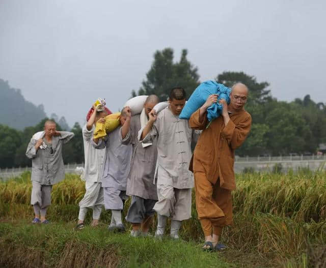 广东云门寺10月27日举行收稻活动，欢迎您来体验农禅生活