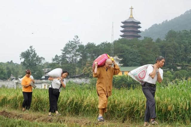 广东云门寺10月27日举行收稻活动，欢迎您来体验农禅生活