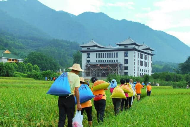 广东云门寺10月27日举行收稻活动，欢迎您来体验农禅生活