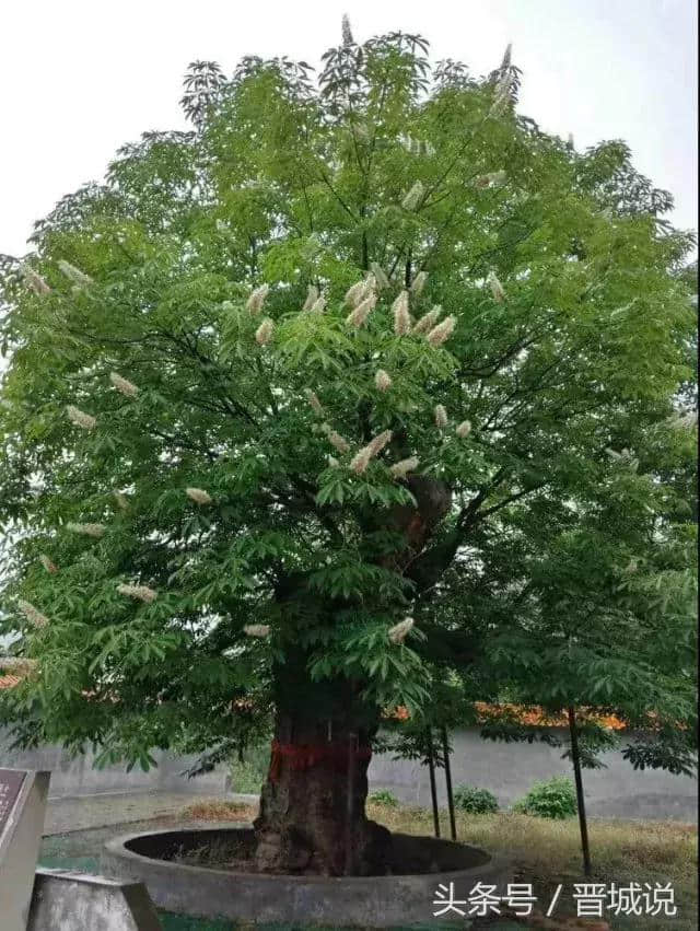 500年的孙悟空见过，500年的娑罗树你见过吗？在阳城这个地方就有