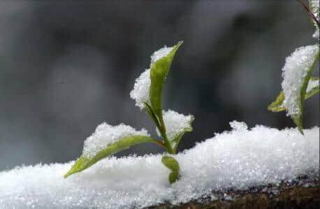 关于雪的那些诗词，你最喜欢哪一首？